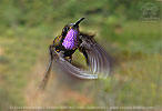 male Amethyst-throated Mountain-gem