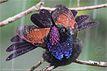 bathing Garnet-throated Hummingbird