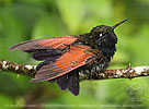 bathing male Garnet-throated Hummingbird