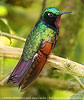 Garnet-throated Hummingbird male