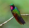 Garnet-throated Hummingbird male