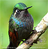 Garnet-throated Hummingbird immature male