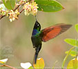 Garnet-throated Hummingbird male