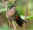 Garnet-throated Hummingbird female