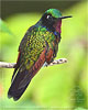 Garnet-throated Hummingbird male