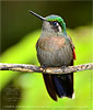 Garnet-throated Hummingbird female