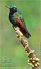 Garnet-throated Hummingbird male