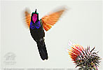 Garnet-throated Hummingbird on thistle flower