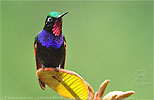 Garnet-throated Hummingbird male