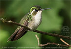 Green-throated Mountain-gem female