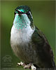 Green-throated Mountain-gem male
