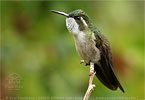 singing male Green-throated Mountain-gem