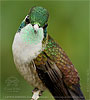Green-throated Mountain-gem with pollen