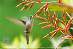 Green-throated Mountain-gem feeding on bromeliad flower