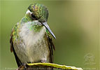 Green-throated Mountain-gem male