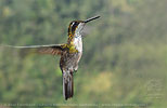 Green-throated Mountain-gem male