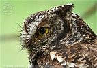 Bearded Screech-Owl showing long whiskers
