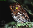 Bearded Screech-Owl in hunting mode