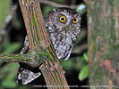 gray morph male Bearded Screech-Owl