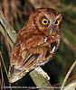 rufous morph male Bearded Screech-Owl