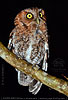 Calling male Bearded Screech-Owl