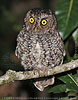 male brown morph Bearded Screech-Owl