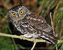 male brown morph Bearded Screech-Owl