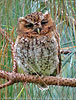 day-dreaming Bearded Screech-Owl