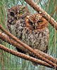 Pair of rufous morph male and brown morph female Bearded Screech-Owls