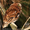 Bearded Screech-Owl watching out for prey