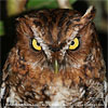 Grim look of a rufous morph male Bearded Screech-Owl