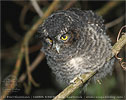 Juvenile brown morph Bearded Screech-Owl