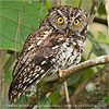 Female brown morph Bearded Screech-Owl