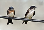 Adult and juvenile Black-capped Swallows