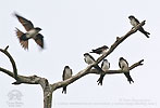 flock of Black-capped Swallows resting on a snag.