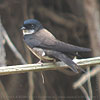 perched adult Black-capped Swallow