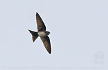 flying Black-capped Swallow
