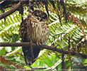 Fulvous Owl on day roost