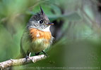 Belted Flycatcher in the dense forest understory