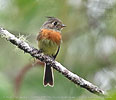 Belted Flycatcher in the highlands of Guatemala, part of the Endemic Bird Area 018 - North Central American Highlands