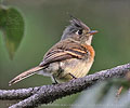 Adult Belted Flycatcher in Guatemala