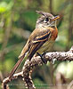Belted Flycatcher in the mountains of Guatemala