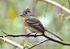 Belted Flycatcher (Xenotriccus callizonus) in  Guatemala