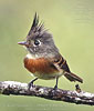 Posing Belted Flycatcher