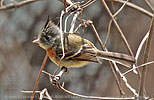 Entagled Belted Flycatcher