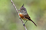 Belted Flycatcher in Guatemalan highlands