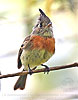 Belted Flycatcher in Guatemalan highlands