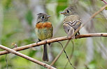 Pair of Belted Flycatchers
