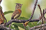 Belted Flycatcher