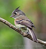 Belted Flycatcher in the Endemic Bird Area 018